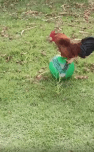 축구공에서 떨어져도 또 올라타는 닭, 균형을 향한 끈질긴 도전