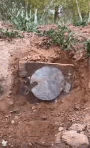 토끼 굴 안에서 조용히 풀을 씹고 있는 작은 평화의 주인