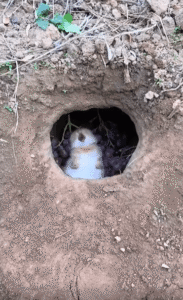 포도 앞에 등을 대고 누운 토끼, 행복이 뭔지 아는 자세