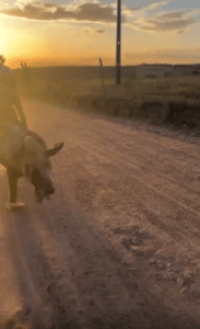 석양 속, 소년과 돼지가 함께 만든 귀가의 풍경