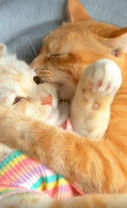 얼굴을 맞댄 채 볼을 살짝 깨문 고양이, 침묵으로 전하는 애정