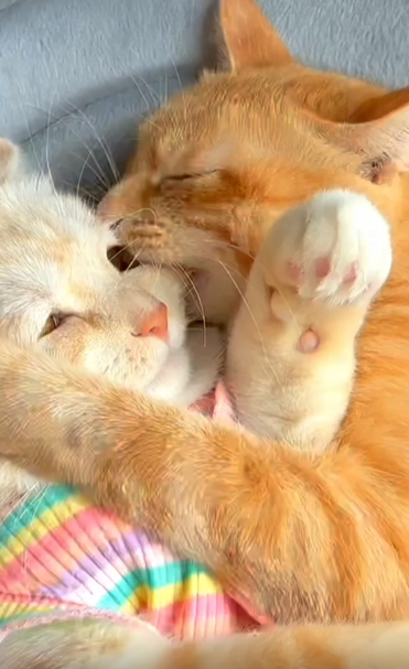 출처 : Reddit / 두 고양이가 밀착해 누워있다