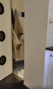 두루마리 휴지를 물고 있다가 눈 마주친 고양이의 반응은?