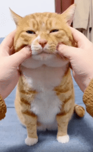 귀 안쪽을 만지자 넋이 나간 고양이, 그 표정 하나로 모든 걸 말하다