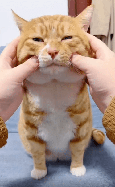 출처 : Reddit / 주인이 고양이의 볼과 귀를 만져준다