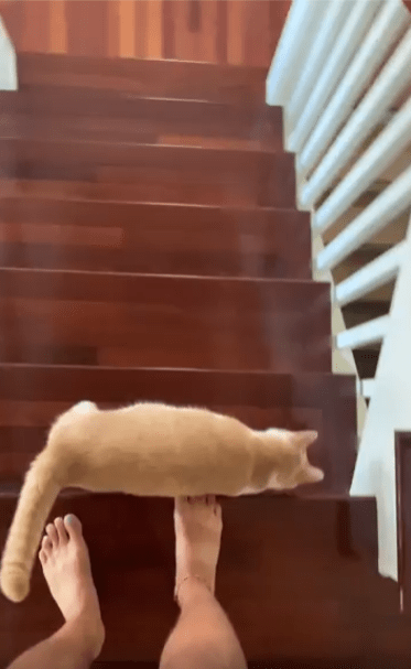 출처 : Reddit / 계단위의 고양이