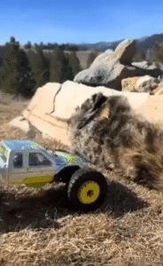 등을 바닥에 붙인 고양이 위로 장난감 차가 지나간 순간