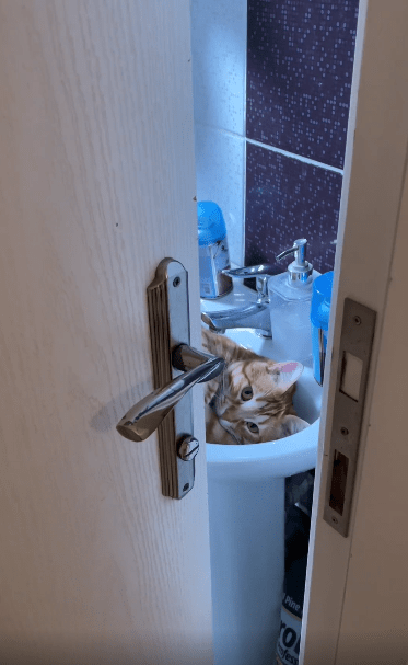 출처 : Reddit / 문틈 사이로 보이는 고양이