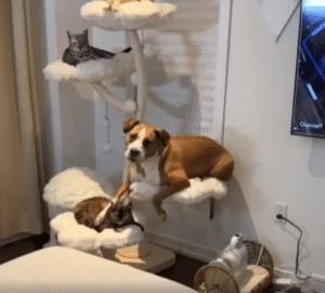 캣타워에 고양이처럼 앉은 강아지, 진짜 가족이란 이런 걸까