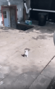 햇살 아래 고개를 들고 눈을 감은 새끼 고양이, 그 순수한 평온함