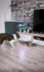 작은 공을 사이에 둔 고양이와 강아지의 조용한 전투