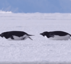 설원 위를 도로처럼 채운 펭귄들의 질서 있는 러시아워