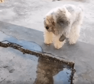 고인 물 속 자신을 바라보며 고개를 갸웃거리는 강아지의 순간