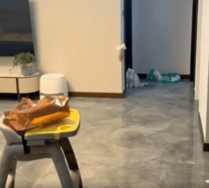 벽에 매달린 새끼 고양이와 필사적인 엄마 고양이의 한판 소동