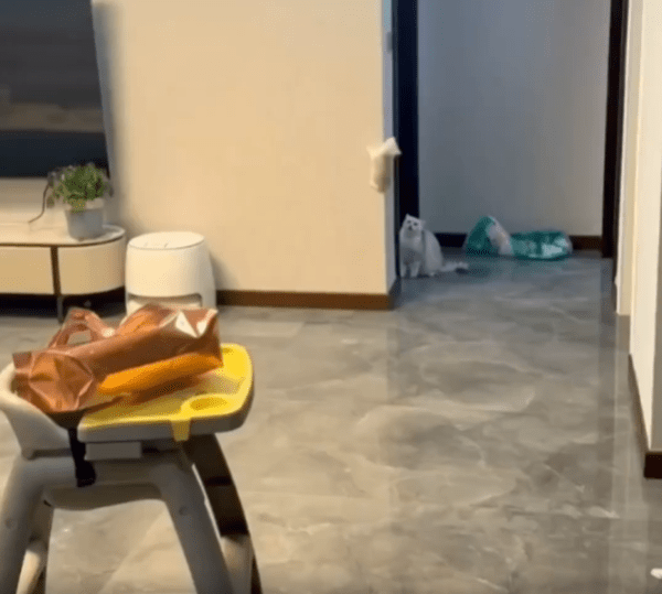 출처 : Reddit / 새끼 고양이가 메달려있고 그걸 밑에서 어미 고양이가 쳐다 본다