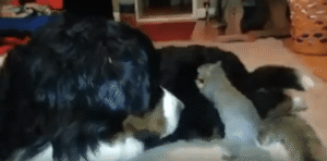 강아지 털에 도토리 숨기는 다람쥐의 대범한 작전