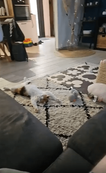 출처 : Reddit / 바닥에 대자로 누워있는 고양이