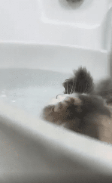 출처 : Reddit / 물이찬 세명대에 둥둥 떠있는 고양이