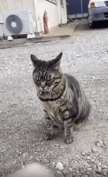 출처 : Reddit / 고양이 한마리가 편한 자세로 앉아있다