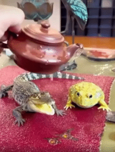 물을 맞으며 천천히 고개를 드는 새끼 악어의 평화로운 순간