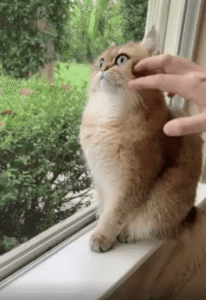 주인의 손길도 무시한 채 창밖을 응시하는 고양이의 초집중 모드