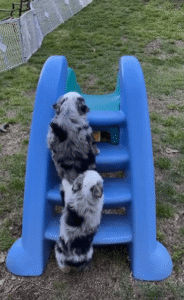 미끄럼틀 위에서 충돌한 두 마리 새끼 강아지의 귀여운 혼선