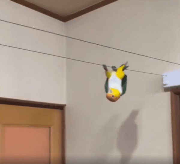 출처 : Reddit / 거꾸로 매달려 걷고있는 새