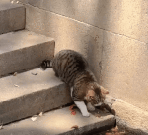 계단 앞 물가에서 한 방에 물고기를 낚아올린 고양이의 사냥 실력