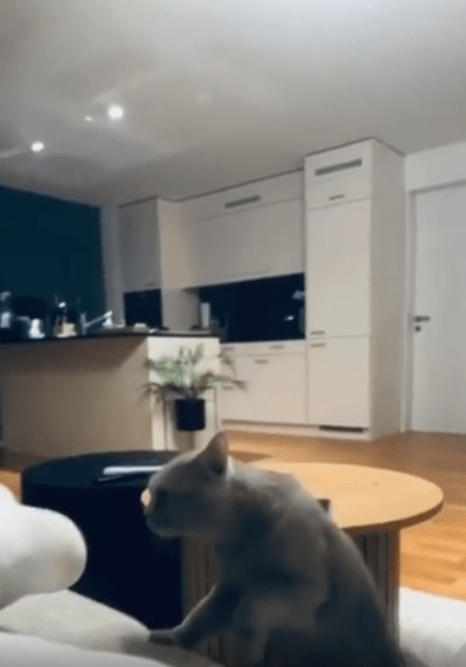 출처 : Reddit / 고양이가 주인의 발에 다가간다