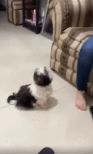 쓰러졌다가 일어났다, 다시 쓰러지는 강아지의 극적인 생존 연기