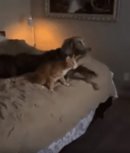 침대 위에서 나란히 TV 보는 강아지와 고양이의 평화로운 하루