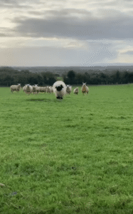 멀리서 폴짝거리며 달려온 양의 이유 있는 전력질주