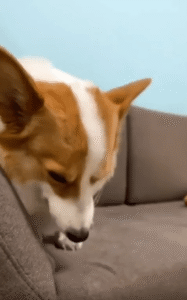 소파 위에서 곁눈질하며 씨익 웃는 강아지의 수상한 미소