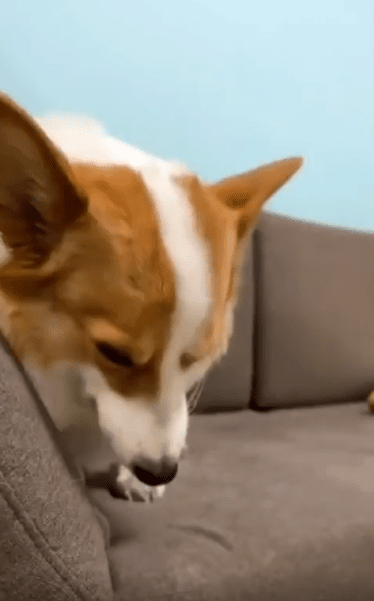 출처 : Reddit / 소파에 편한자세로 앉아있는 강아지