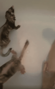 샤워기 물에 허무하게 쓰러진 패럿 한 마리의 체념 모드