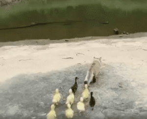 새끼 오리들을 데리고 물가로 간 고양이의 따뜻한 돌봄