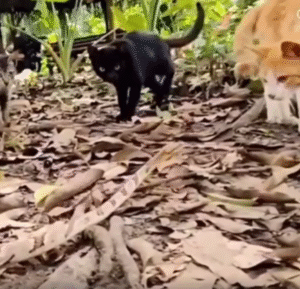 뱀의 기습에 반사적으로 앞발을 내민 고양이의 냉정한 한 방