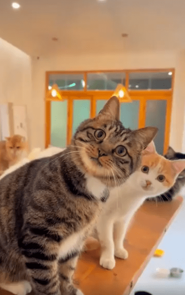 출처 : Reddit / 두 고양이가 고개를 기울인채 한곳을 주시한다