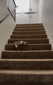 계단에 누워 옆으로 구르며 내려오는 고양이의 마이웨이