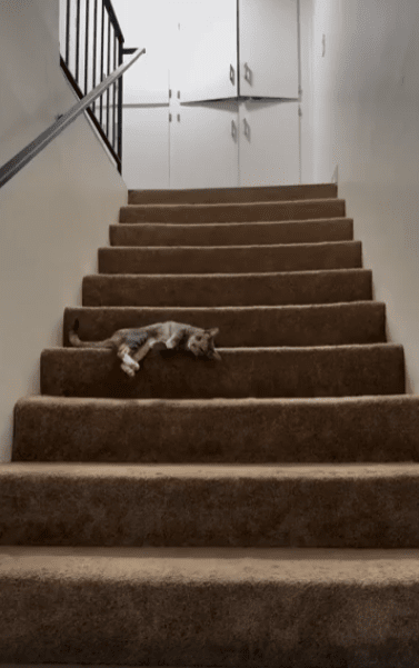 출처 : Reddit / 고양이가 누워있다