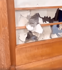 입으로 종이 뜯다 말고 조용히 얼굴만 내민 고양이