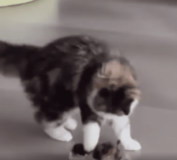 출처 : Reddit / 새끼가 걷는 모습을 보고 펄쩍뛰는 어미 고양이