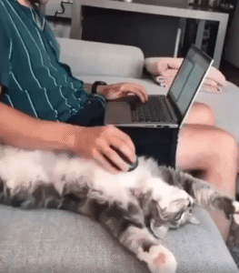 소파 위에서 함께 근무 중인 고양이의 침착한 지원