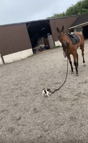 출처 : Reddit / 작은 강아지가 큰 말을 줄을 이끈다