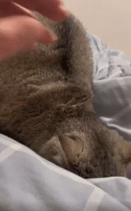 표정은 화난 고양이, 마음은 복잡한 그 친구