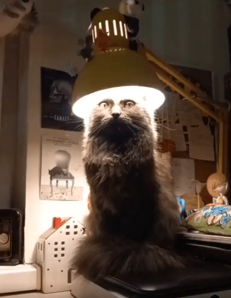 출처 : Reddit / 고양이가 전등 바로 밑에서 충전 하듯이 앉아있다