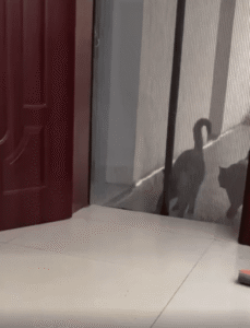 두 고양이의 월요일 출근길, 한 녀석은 ‘폴짝’