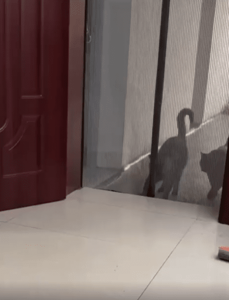 출처 : Reddit / 망사이로 걸어오는 두 고양이