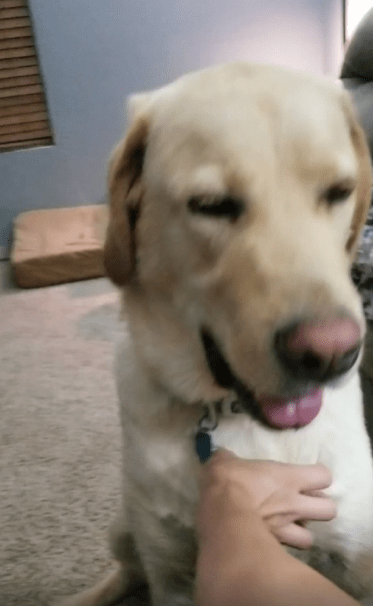 출처 : Reddit / 강아지가 앉아있고 주인이 가슴쪽을 긁어준다