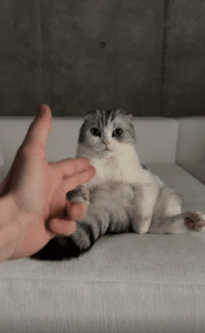 고양이, 손가락 총에 천천히 쓰러지다